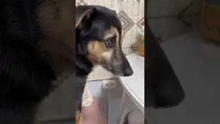 Много нас таких?🥰 #собака #моясобака #животные #милота #собаки
