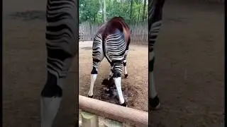 This Rare Zoo Moment Is Hard to Look Away 🦓✨ #animals #viral #video #shorts