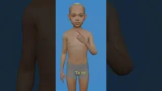 Могут ли люди отращивать части тела заново? #3danimation