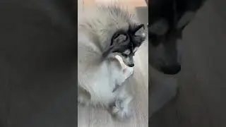Leave me along #pomsky #dog #cute #funny #puppy #leavemealong