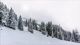 Relaxing Snow-Fall winter Nature 4k Clip | Creative Common Video Free To use