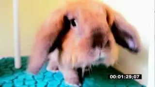 Mickey [my Lionhead-Lop Ear Holland Cross-Breed]