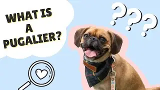 WHAT IS A PUGALER? || Want a Pug x Cavalier? Things to Know!