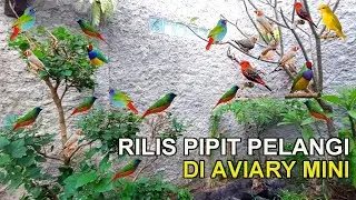RILIS PULUHAN PASANG BURUNG DI AVIARY MINI