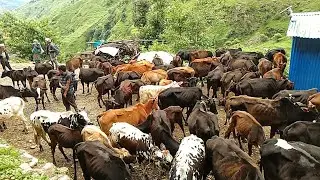 The cow is about to take in another place from  space #villagelife @adrianariosprh8539 