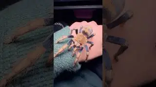 Древний вид. Синий (редкий тарантул)