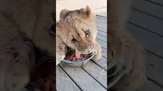 baby lion eat raw meat (ASMR)