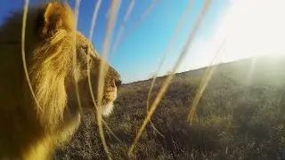 GoPro: Lion Mouth Cam