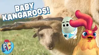 CUTEST baby kangaroos | Future Chicken