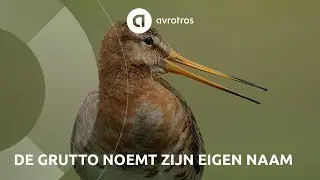 Wild in Nederland: de Grutto roept zijn eigen naam