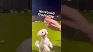 ドッグラン解放！りりちゃん全力ダッシュ💨