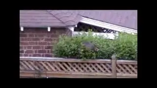 raccoon in our back yard. wasbeer