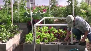 Growing Salad Greens with Shade Covers in the Summer