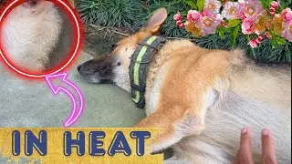 My German Shepherd is in Heat Cycle again !!! || #germanshepherd #gsd