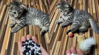 🐾 My cute Lamba 🍭 Reverse Video ASMR #reverse #asmr