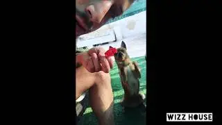 Wizz compilation