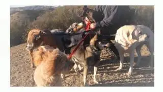 Green Doggie Home Boarding 2016 | Dog boarding San Fernando Valley