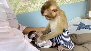 Brilliant DAM Very Tender Grooming Baby Shiba Instead Mom