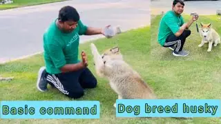 basic commands for you dog