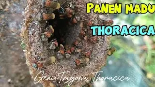 Panen Madu GenioTrigona Thoracica
