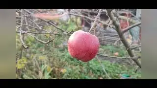 Яблука червоні.