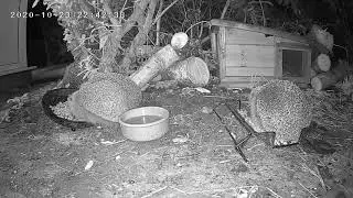 Hedgehogs eating for the UK (Full version - different angle)