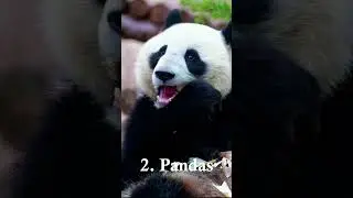 60 Seconds of Relaxation - Top 5 Most Relaxing Animals