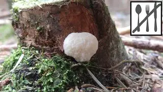 Samotek zmienny (Reticularia lycoperdon) Śluzowiec 04.05.2018