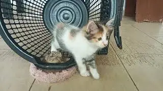 Cats & kittens are 829 & 738 & 664 & 581 & 480 & 463 & 415 & 339 & 224 & 186 & 86 & 246 &180 &78&44d