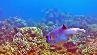 Balloonfish