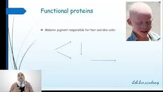 Phenotypes And Proteins (Chap 4 Doc 1 Part 1) - Grade 11S