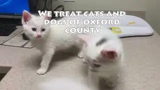 Oxford Count Veterinary Clinic Video 2021