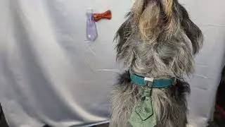 🐾💍 Dapper Dog Wedding Cravat | Paw-Fect for Formal Occasions