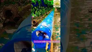 Orchard ventilation system with long fan installation #automobile #ventilationsolutions #airtools