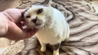 Cute Cat video for relaxation and good vibes. Relax with sweet Cats. Funny Cat video 4K for relax 