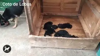 Cachorros Pastor Alemán, Camada N5 del Coto de Lobos
