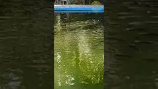 Uncovering the Mysteries of Fish Pond &ndash; A Journey of Discovery
