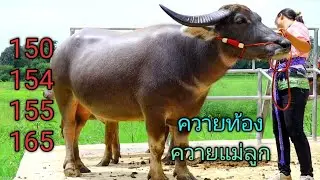 เปิดราคาควายงามสายพัฒนา ควายแม่ท้องสูง 154-155 ควายแม่ลูกสูง 150 พ่อพันธุ์สูง 165