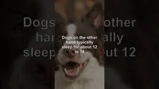 Understanding Pet Sleep Patterns #shorts