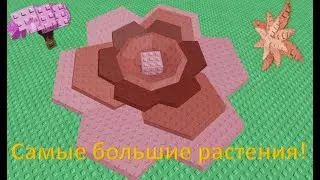 Я вырастил большие растения из zen shop.