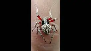 Top Class A Derby and Samon Spiders in PH!