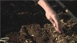 Planting From Seeds : How to Plant Spinach Seeds