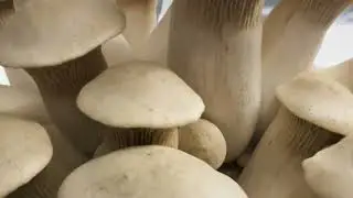 A Journey Into Mycology | Michael Crowe | Southwest Mushrooms 