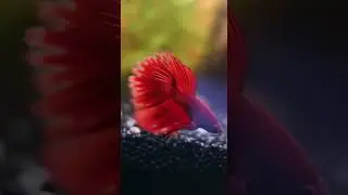 Betta Fish Showdown: Who's the Most Colorful?  #exoticaquariumfish #fishbowl #fishing #fishtank