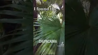 Чупакабра