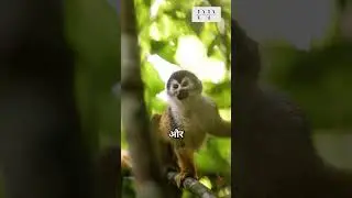 Squirrel-Monkey #shorts #ytshorts #viralshorts #wildlife #nature #animals #pathshalaplace #monkey
