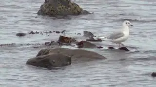 Bonaparte's Gull  Co  Sligo