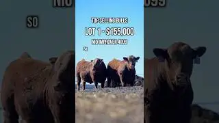 Niobrara Red Angus 2025 Sale Day Recap