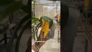 Penyebab Daun Anggrek Bulan Menguning Seperti Ini #anggrekbulan #plants #shorts