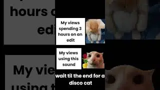 make this cat famous  #cat #growagarden #discocat #discobee